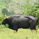Độc lạ loài bò lớn nhất thế giới ở Việt Nam: Nặng tới 2 tấn, mang nguồn gene quý hiếm