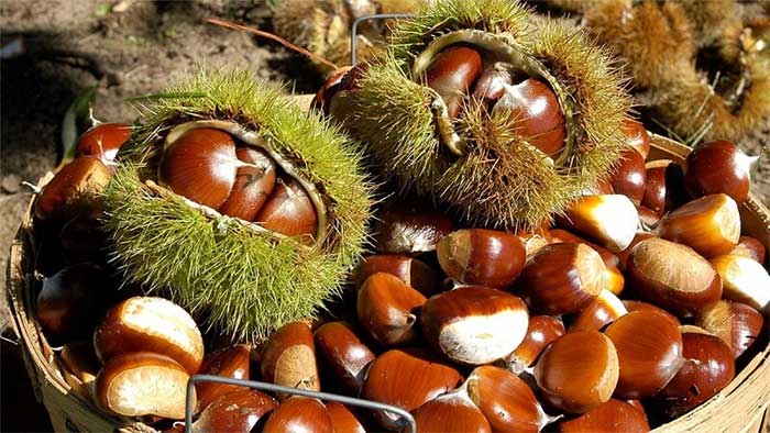 Hạt dẻ - Thực phẩm của thiên đường