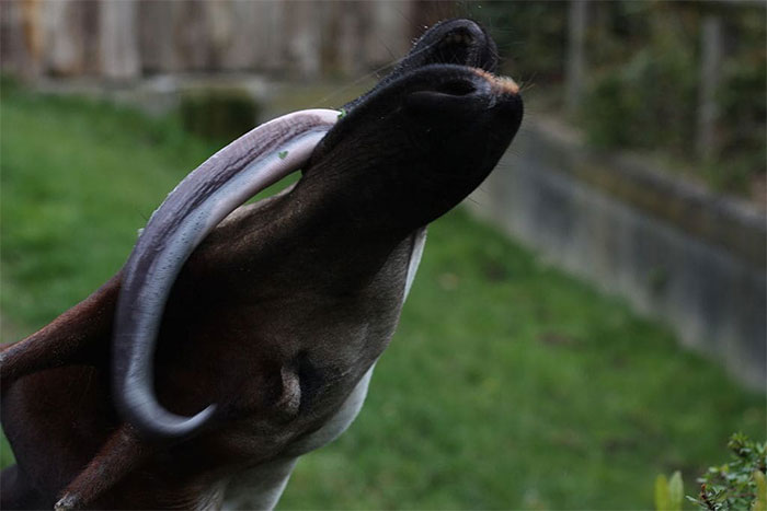 Okapi có thể làm sạch tai bằng chiếc lưỡi dài của chúng.