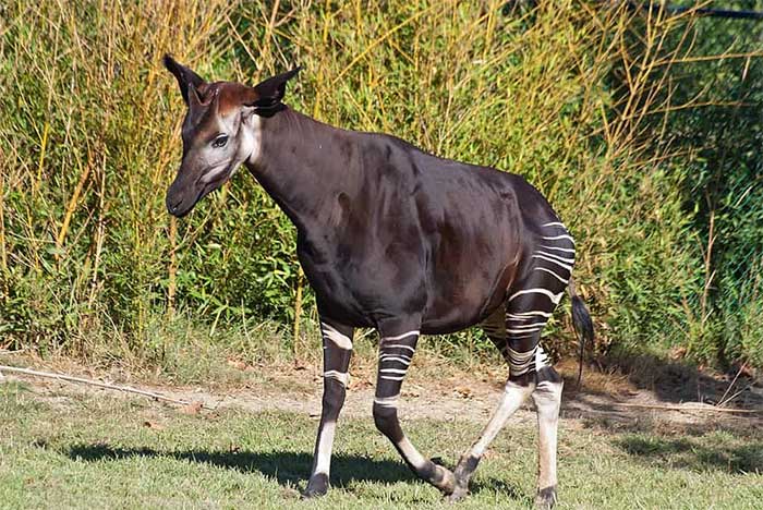  Okapi lại là một trong những loài động vật có vú lâu đời nhất trên thế giới. 
