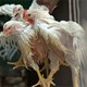 Công nghệ chỉnh sửa gene khiến gà kháng được cúm gia cầm