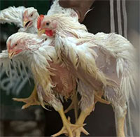 Công nghệ chỉnh sửa gene khiến gà kháng được cúm gia cầm