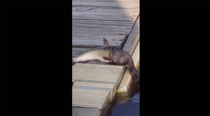 Con rắn đang gồng mình nuốt chửng một con cá trê.