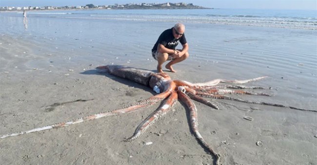 Tại sao không thể nuôi nhốt mực khổng lồ trong thủy cung?