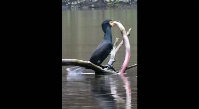 Chim cốc đang cố gắng bắt một con cá lớn.