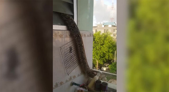 Con trăn đang chui ra từ lỗ thông hơi nhỏ ở góc phòng và di chuyển ra ban công.