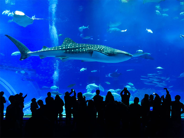  Cá mập voi cần một không gian đủ rộng để bơi lội tự do. 