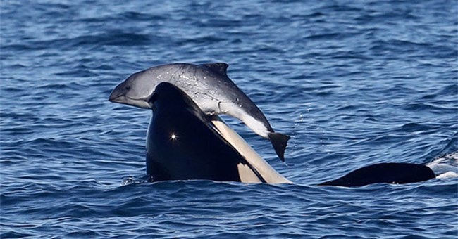 Tại sao cá voi sát thủ bắt nạt, thậm chí giết cả cá heo nhưng không ăn thịt chúng?