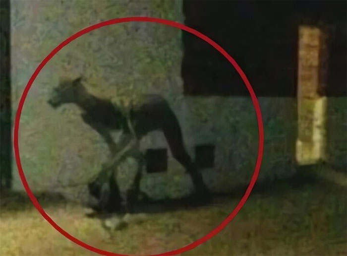 Vào năm 2018, một bức ảnh mờ mô tả "con quái vật lạc đà" được chụp lại gây xôn xao.