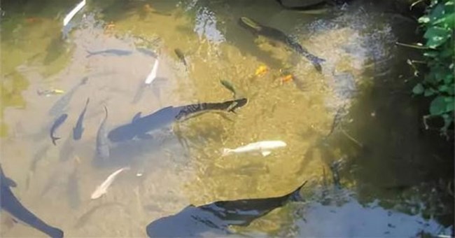 Ao có nước lâu ngày sẽ có cá? Không ai thả tại sao cá lại có trong ao, chúng từ đâu ra?