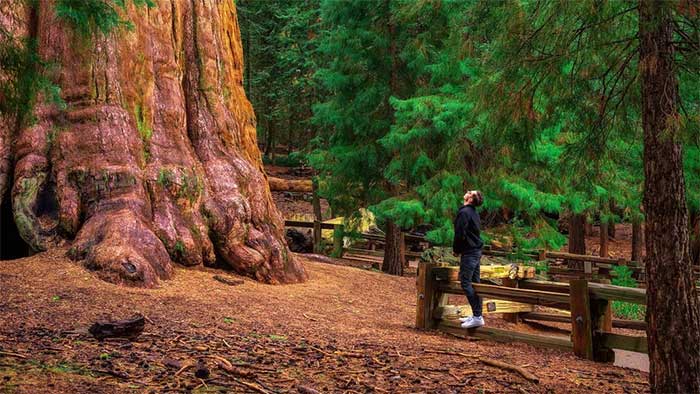 Ngày nay cây cự sam Tướng Sherman là điểm tham quan nổi bật ở Vườn quốc gia Sequoia