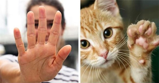 Tại sao con người có 5 ngón tay chứ không phải là 4 hay 6 ngón?