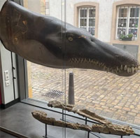 Lộ diện "chúa tể đại dương" kỷ Jura có thân hình dài 6m