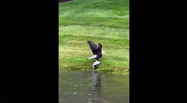 Đại bàng kéo con cá vào bờ và lôi nó lên trên cạn.