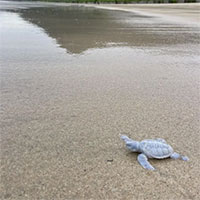 Blanche - Chú Rùa biển Bạch tạng chào đời tại Six Senses Côn Đảo