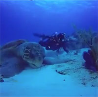 Video: Cận cảnh rùa khổng lồ kiếm ăn dưới đáy biển