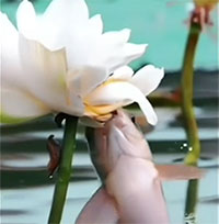 Ngoạn mục khoảnh khắc cá lao lên khỏi mặt nước ăn hoa sen