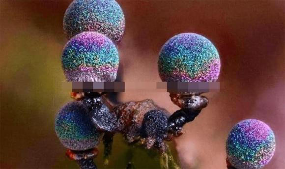 Nấm thạch anh tím - một trong những loài nấm đẹp nhất trên thế giới