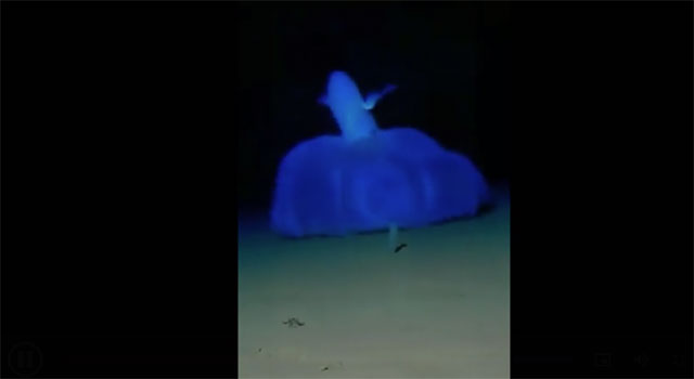 Mực ma cà rồng không hề nguy hiểm đối với con người.