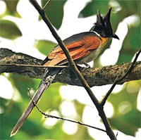 Chiêm ngưỡng 10 loài chim quý hiếm, độc lạ bậc nhất Việt Nam