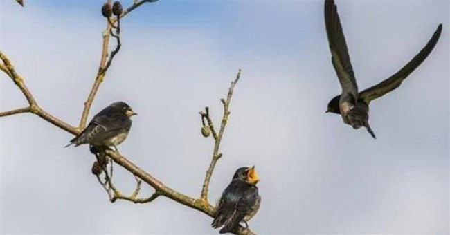 Tại sao xác của các loài chim hầu như không bao giờ nhìn thấy được?