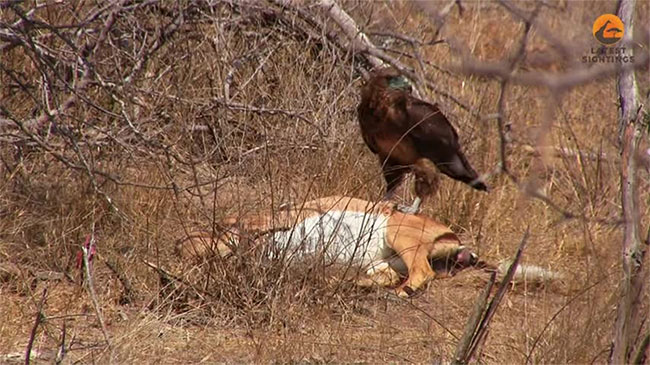 Bầy kền kền lớn đến quấy rối, cướp mồi của đại bàng Bateleur.