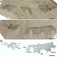 Phát hiện hóa thạch chuồn chuồn 200 triệu tuổi y hệt loài hiện đại ở Anh