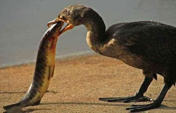 Chim cánh cụt và chim cốc, hai loài vật này ăn cá rất đơn giản và thô lỗ.