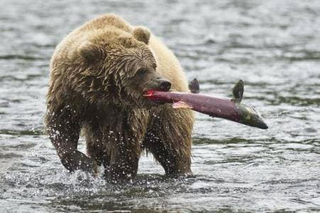 Gấu nâu cũng là một loài động vật ăn cá làm thức ăn chính