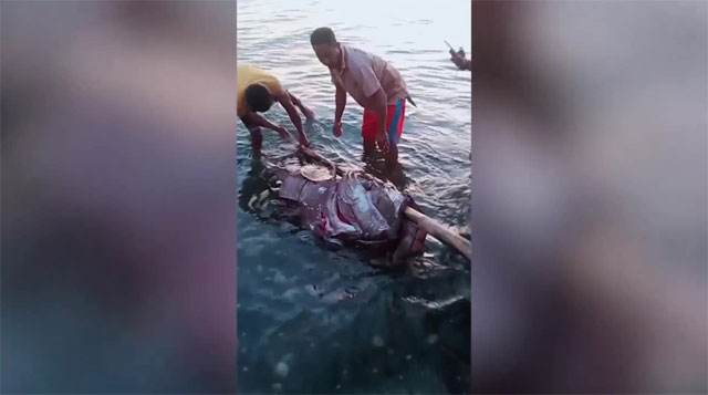 Người dân địa phương đang hào hứng kéo con cá khổng lồ nặng 190kg ra khỏi vùng biển.