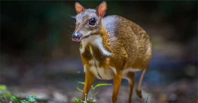 Độc lạ loài thú quý hiếm giữ kỷ lục thế giới ở Việt Nam: Vẻ ngoài giống hươu, kích cỡ chỉ bằng con thỏ!