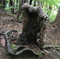 Cây "ma cà rồng" trong rừng rậm New Zealand