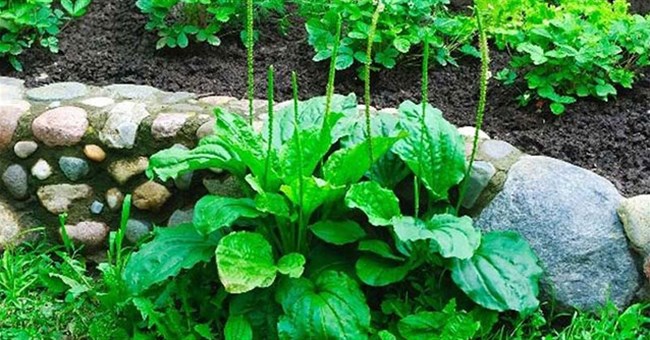 Một loại “cỏ bổ thận” chuyên mọc hoang ở ruộng rau hóa ra có rất nhiều công dụng