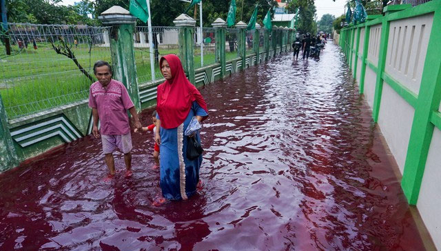 Mưa máu làm ô nhiễm đất và các vùng nước