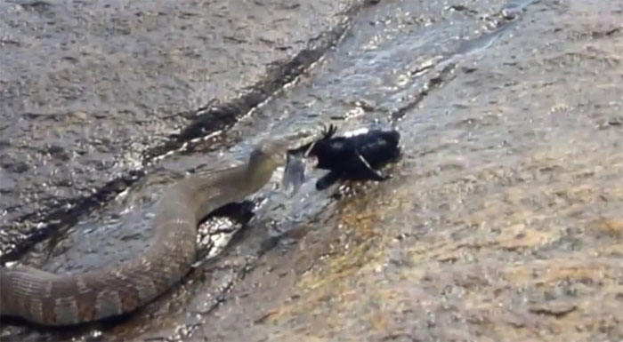 Con rắn nước đang ăn thịt một con cá bống tròn. 