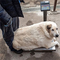 Chú chó khổng lồ nặng gần 100kg ở Nga