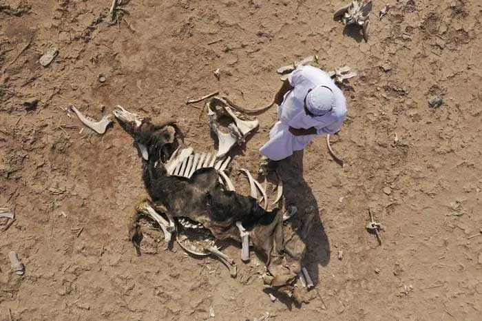 Một nông dân bên cạnh xác một con trâu chết do hạn hán và nhiễm mặn ở đầm lầy Basra, Iraq.