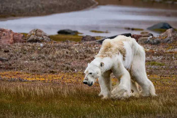 Biến đổi khí hậu đang tác động đến hệ thực vật và động vật trên khắp Bắc Cực.