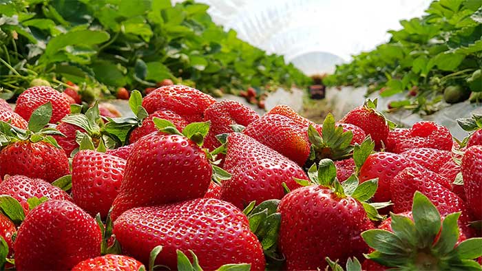 Dâu tây - Vũ khí bí mật chống lại chứng mất trí nhớ