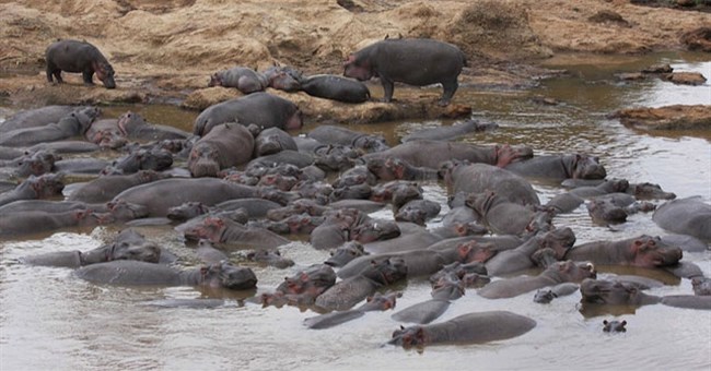 Vì sao phân hà mã lại khiến cho hàng nghìn con cá chết ngạt mỗi năm?