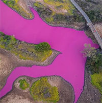 Hồ nước Hawaii chuyển màu hồng tía sau hạn hán