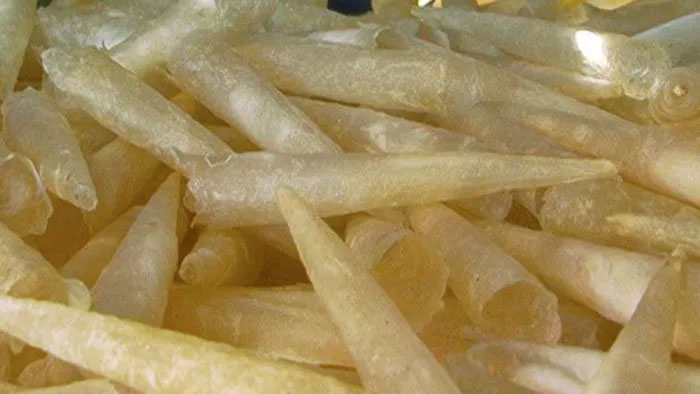 Loài cá chứa 