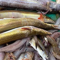 Loài cá chứa "báu vật" ở bụng, giá đến 9 triệu đồng/kg