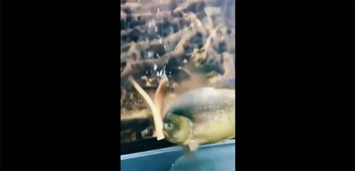 Con cá Piranha đã lao tới và chỉ bằng vài cú cắn nó đã cắt con lươn làm đôi.