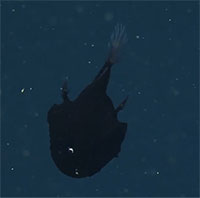 Cá siêu đen hiếm gặp bơi ở độ sâu gần 800m