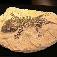 Điều kiện thích hợp nhất để bảo tồn các loại hóa thạch động vật là gì?