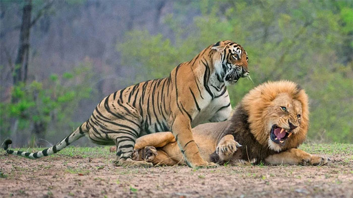 Tại sao hổ không chết đói khi về già nhưng sư tử thì có?
