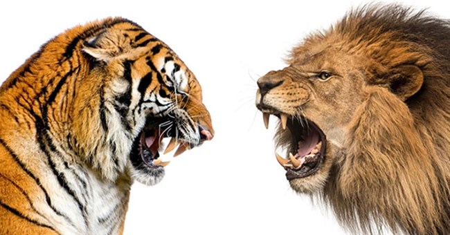 Tại sao hổ không chết đói khi về già nhưng sư tử thì có?