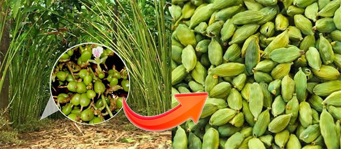 Độc lạ loại gia vị đắt top 3 thế giới, ít nhất 2 năm mới đậu quả, Việt Nam có rất nhiều