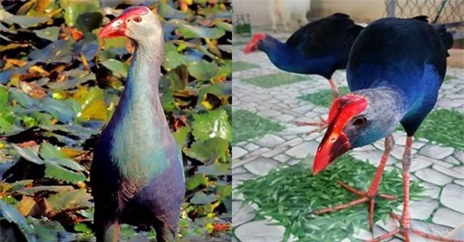 Loài chim "nóng tính" nhất Việt Nam, có khả năng giữ nhà như chó